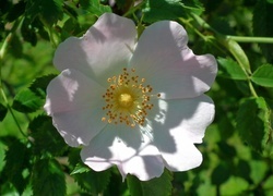 Oryginalny obrazek