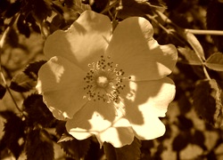 Sepia
