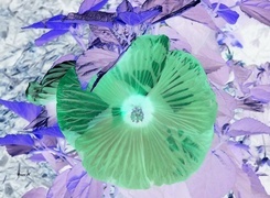 Negatyw