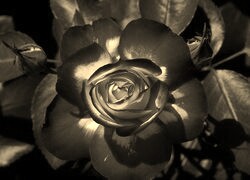 Sepia