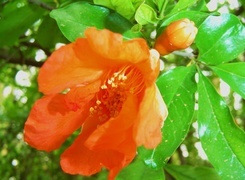Oryginalny obrazek