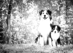 Szary + Sepia