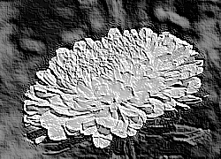 Skamielina