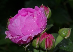 Oryginalny obrazek