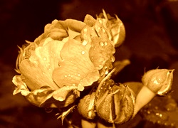 Sepia