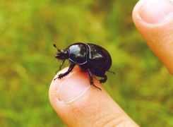 Oryginalny obrazek