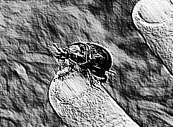 Skamielina