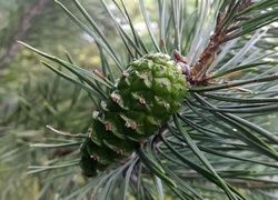 Oryginalny obrazek
