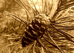 Sepia