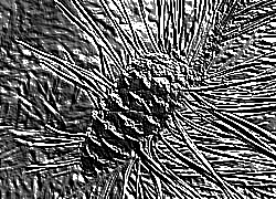Skamielina