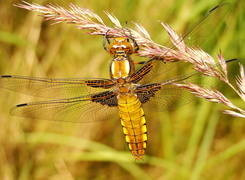 Oryginalny obrazek