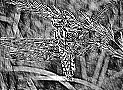 Skamielina