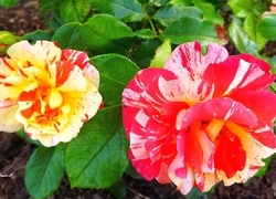 Oryginalny obrazek