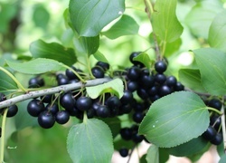 Oryginalny obrazek