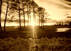 Sepia