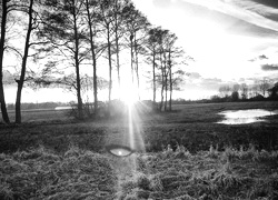 Szary + Sepia