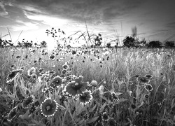 Szary + Sepia