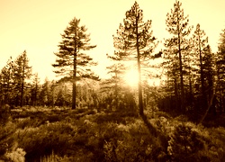 Sepia