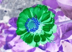 Negatyw