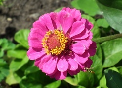Oryginalny obrazek
