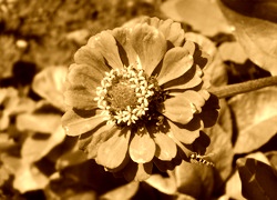 Sepia