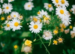 Oryginalny obrazek