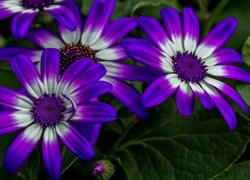 Oryginalny obrazek
