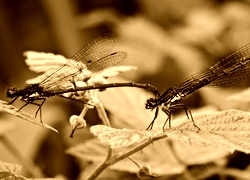 Sepia