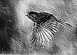 Skamielina
