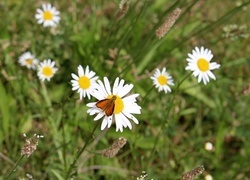 Oryginalny obrazek