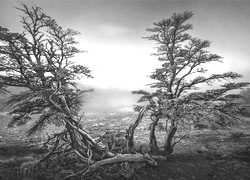 Szary + Sepia