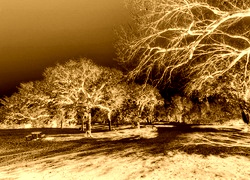 Sepia + Negatyw