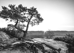 Szary + Sepia