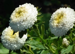 Oryginalny obrazek