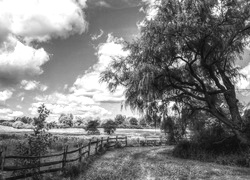 Szary + Sepia