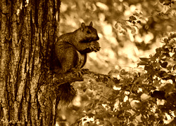 Sepia