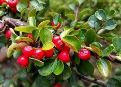 Oryginalny obrazek