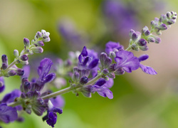 Oryginalny obrazek