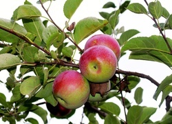 Oryginalny obrazek