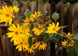 Oryginalny obrazek