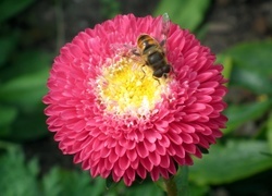Oryginalny obrazek