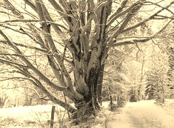 Sepia