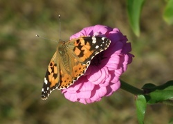 Oryginalny obrazek