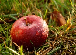 Oryginalny obrazek