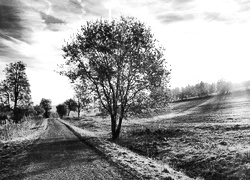 Szary + Sepia