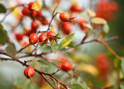 Oryginalny obrazek