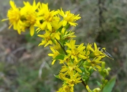 Oryginalny obrazek