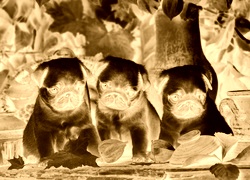 Sepia + Negatyw