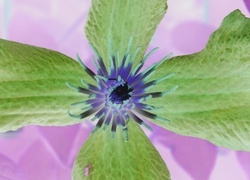 Negatyw