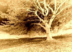 Sepia + Negatyw